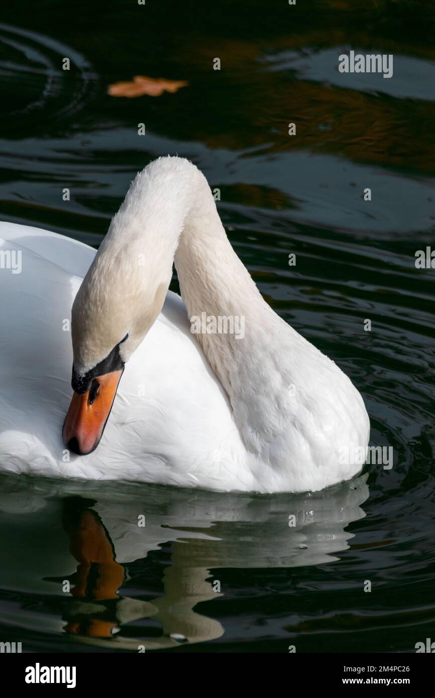 Cigno bianco, elegante uccello d'acqua grande con un collo flessibile di pulizia piume su acqua di stagno scuro con riflesso Foto Stock