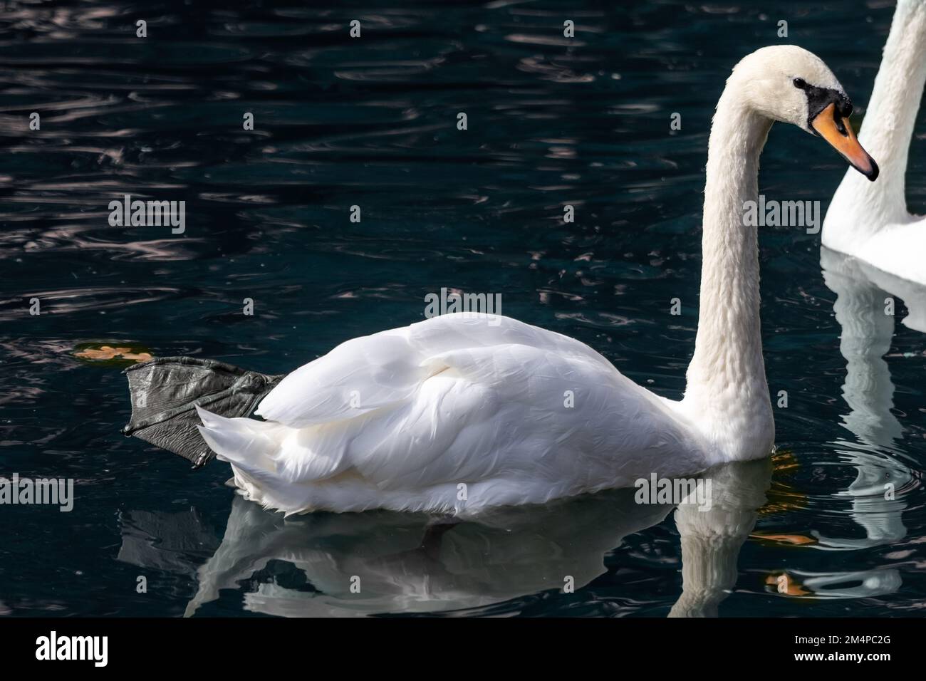 Cigno bianco, elegante uccello d'acqua con un lungo collo flessibile, nuoto su acqua scura stagno con riflesso e foglie d'autunno Foto Stock