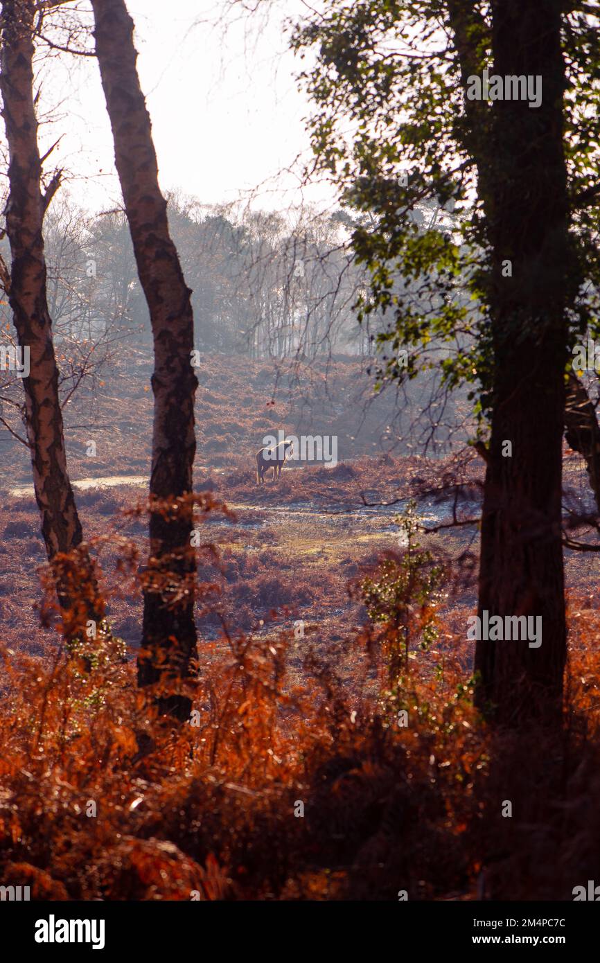 Una scena invernale misteriosa nel parco nazionale della New Forest con sfumature autunnali dal salmastro morente con un pony lontano che prende il sole d'inverno. Foto Stock