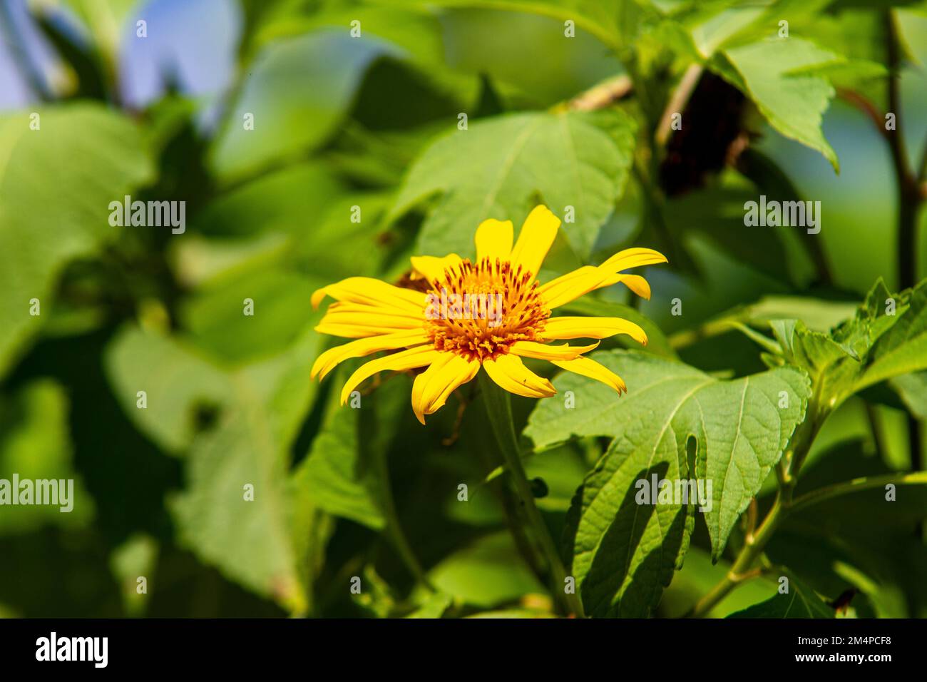 Girasole messicano (Tithonia diversifolia) in un giardino a Rio de Janeiro. Foto Stock