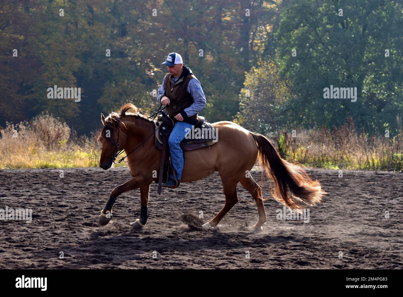 American Quarter Equitazione stallone in canterone, atmosfera autunnale, Renania-Palatinato, Germania Foto Stock