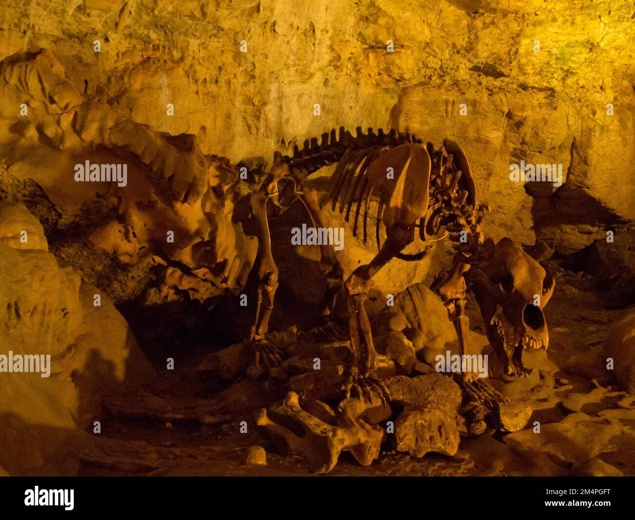 Scheletro restaurato di un orso grotta nel Baerenhoehle, Karlshoehle, Erpfinger Hoehle, grotta stalattitica, Geopark dell'Albe Svevo, Albe Svevo, UNESCO Foto Stock