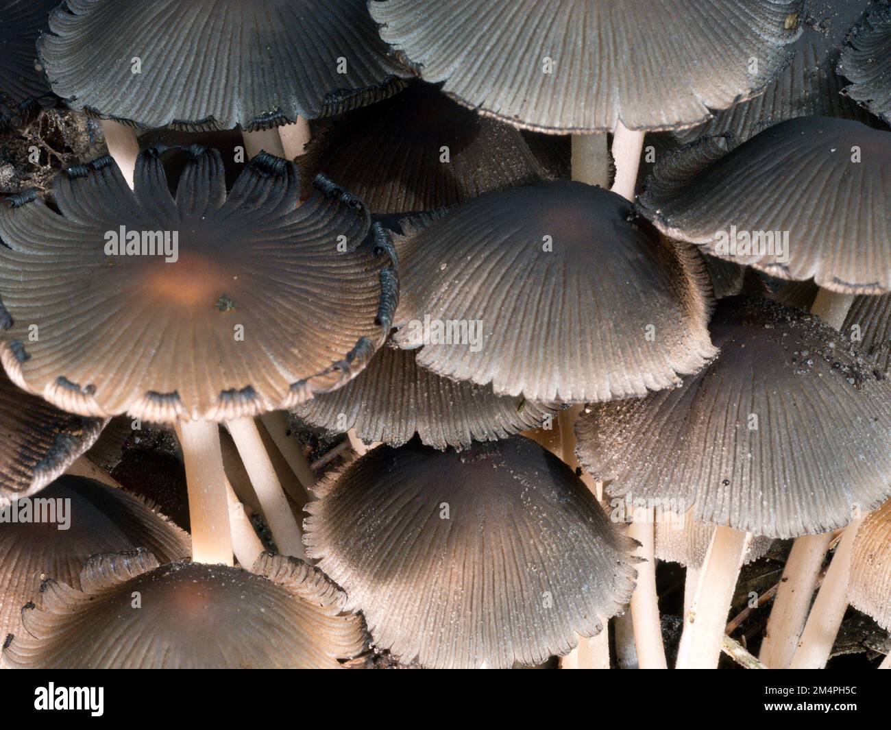Gruppo di cofani (Micena) i cappellini brillano nella luce di posizione, Renania settentrionale-Vestfalia, Germania Foto Stock