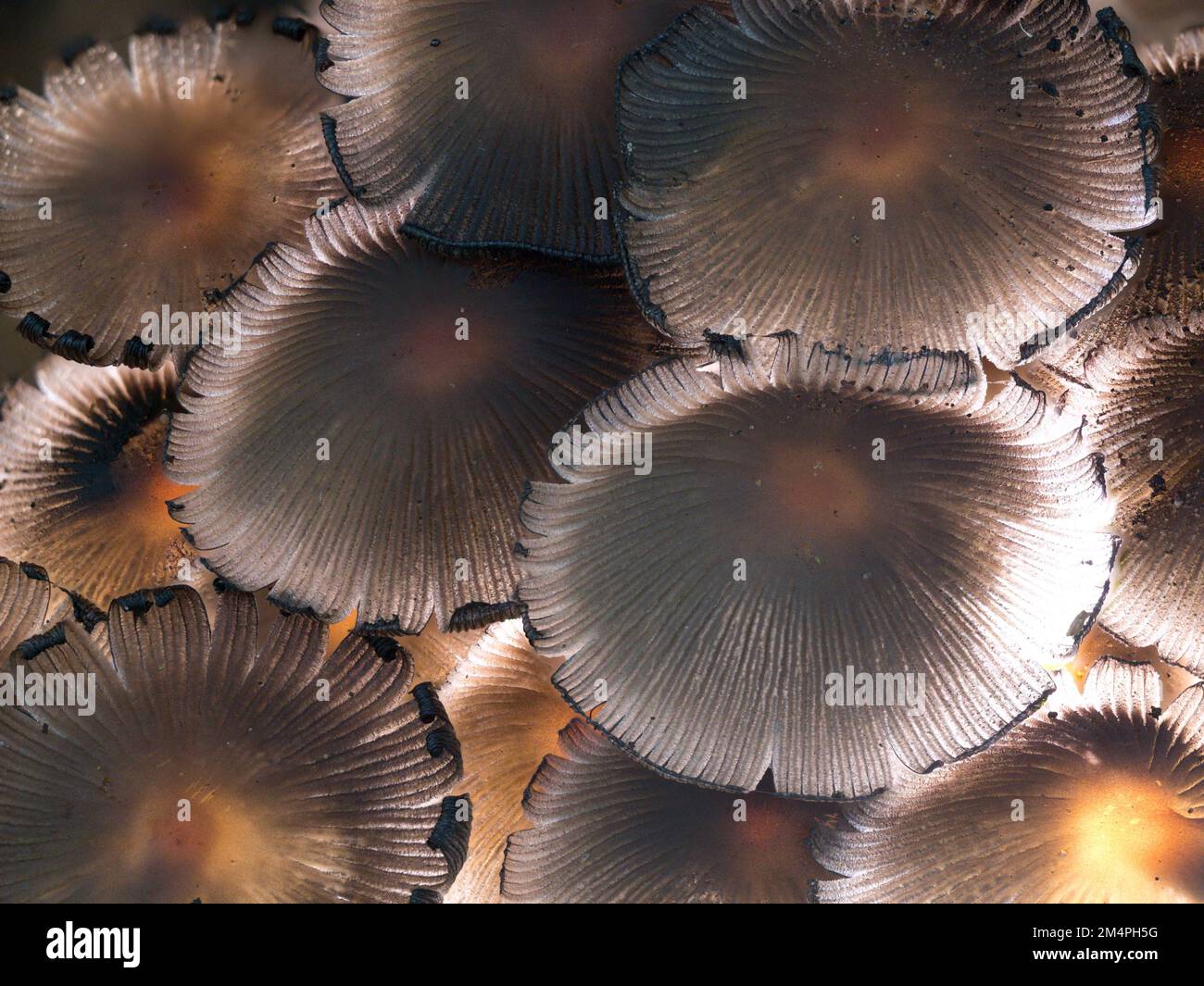 Gruppo di cofani (Micena) tappi di elminti sbiaditi in controluce, Renania settentrionale-Vestfalia, Germania Foto Stock