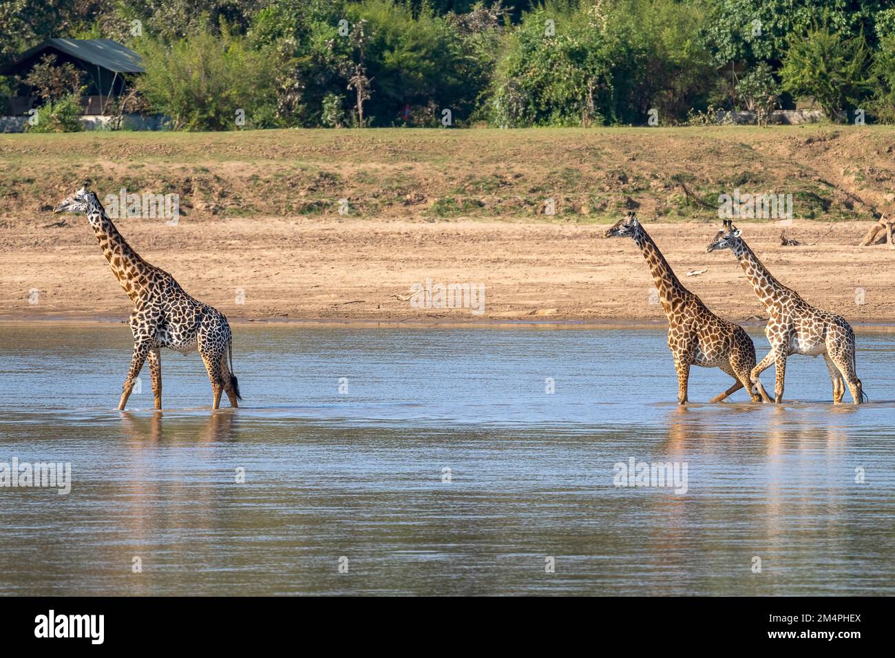 Giraffa rodesiana (Giraffa camelopardalis thornicrofti), 3 animali che svanono nel fiume, Luangwa meridionale, Zambia Foto Stock