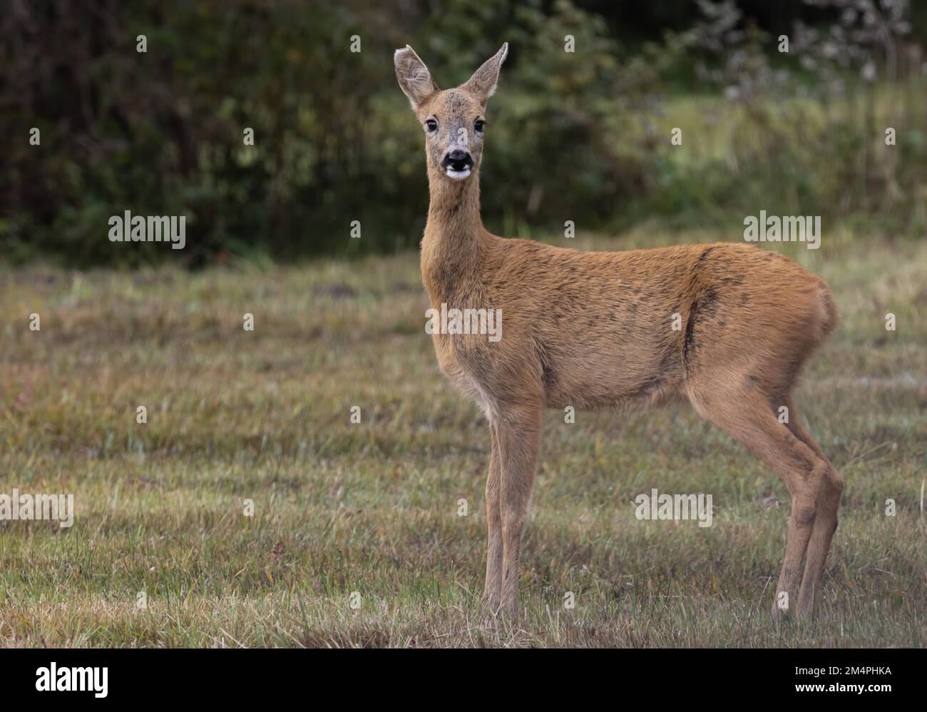 Capriolo, capriolo femmina, femmina del cervo Foto Stock