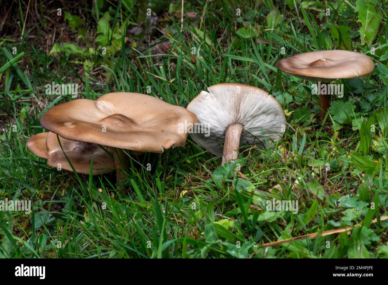 Funghi corposi a gambo corto (Melanoleuca brevipes), funghi lamellari, commestibili in un prato, Baden-Wuerttemberg, Germania Foto Stock