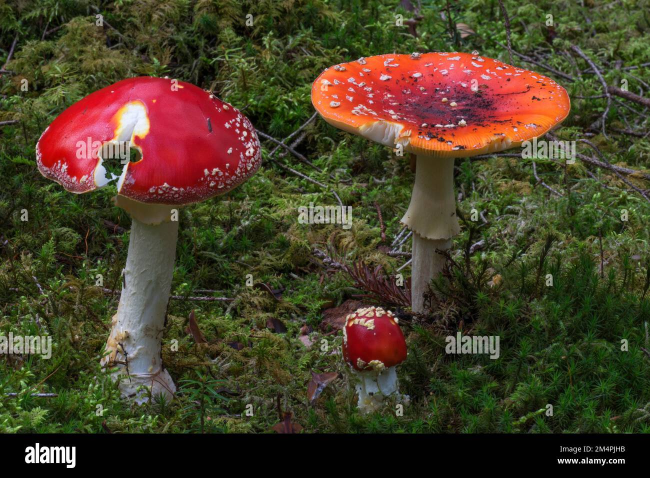 Fly agaric (Amanita muscaria), fungo velenoso, Baden-Wuerttemberg, Germania Foto Stock