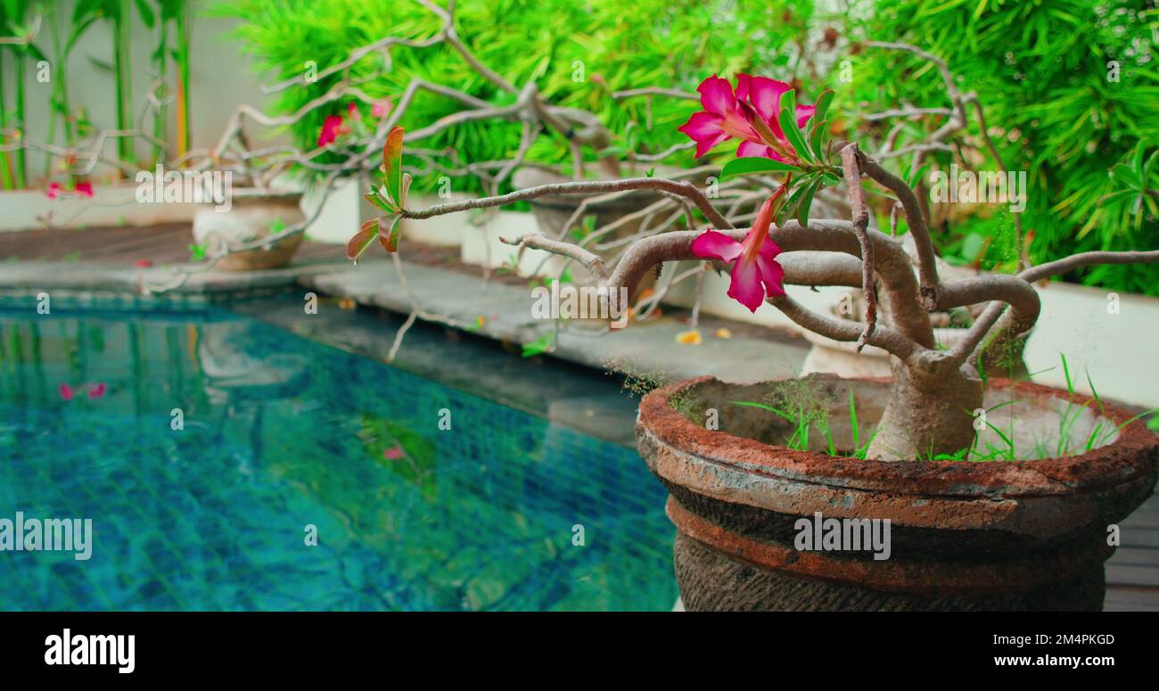 Giardino sfondo con fiore rosa adenium fiorente in una pentola a bordo piscina. Piccola decorazione ad albero vicino all'acqua blu della piscina. Rilassante relax spa calma Foto Stock