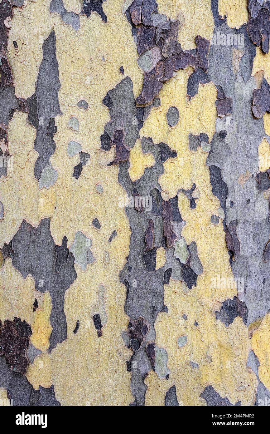 Corteccia di un platano (Platanus), Baden-Wuerttemberg, Germania Foto Stock