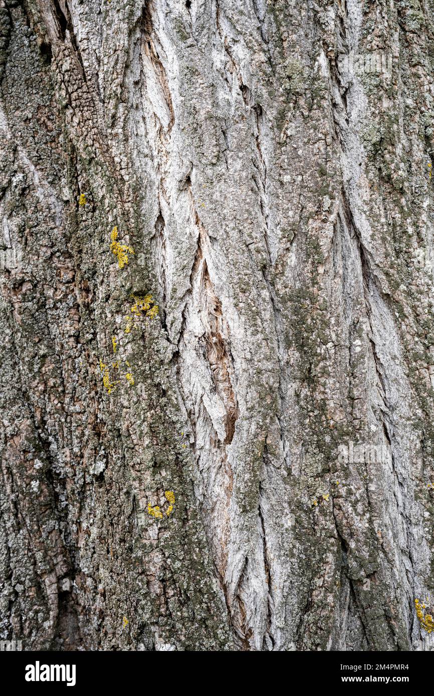 Corteccia di pioppo (Populus), Baden-Wuerttemberg, Germania Foto Stock