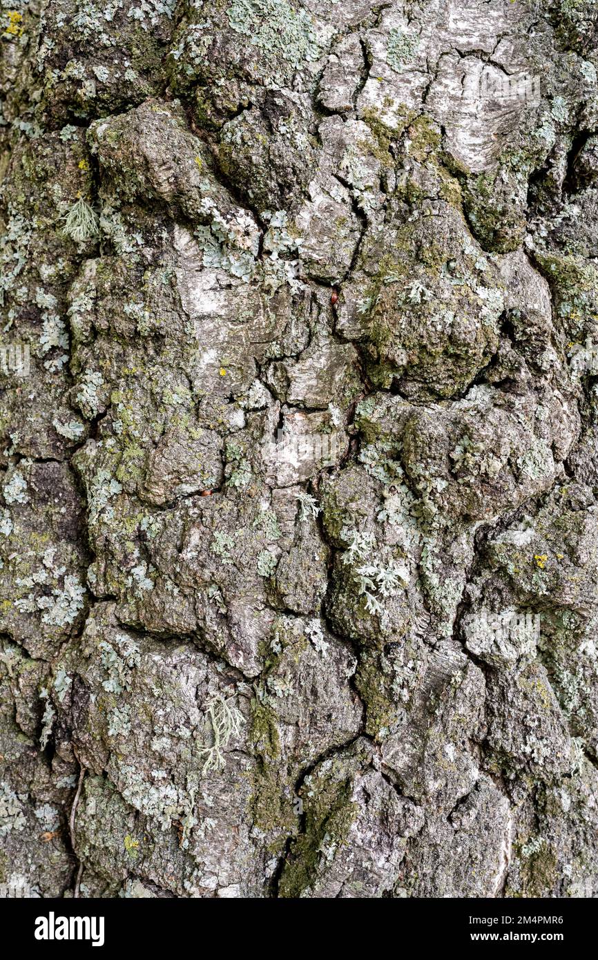 Corteccia di pioppo (Populus), Baden-Wuerttemberg, Germania Foto Stock