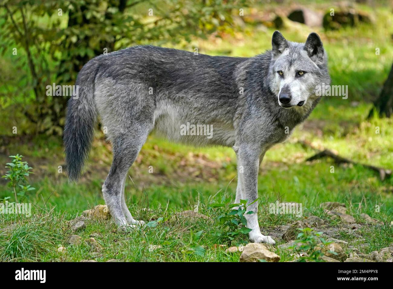 Lupo della valle di Mackenzie (Canis lupus occidentalis), lupo americano, in piedi in un prato, prigioniero Foto Stock