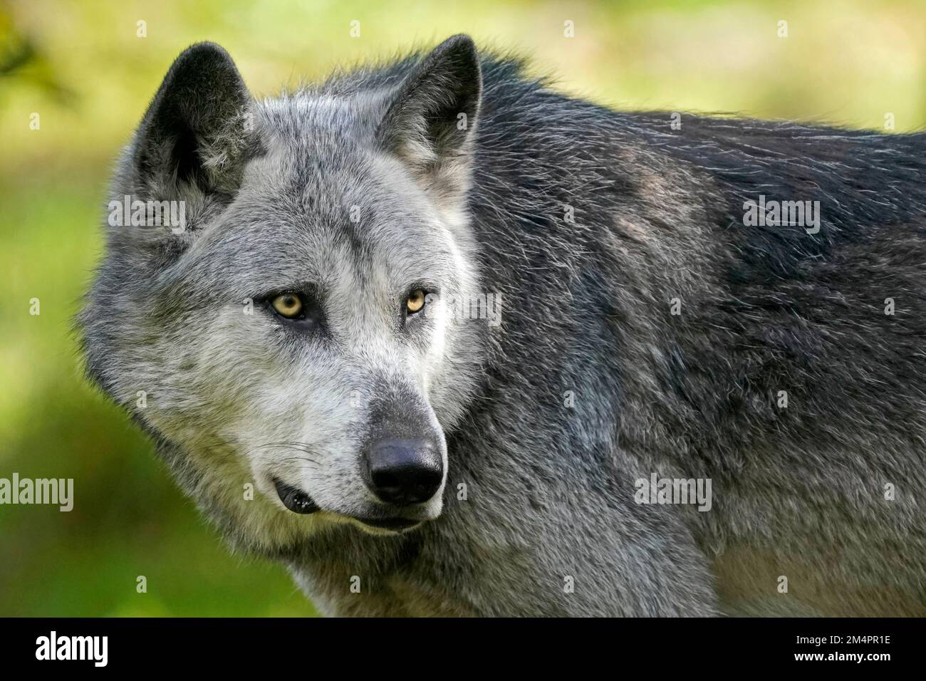 Lupo della valle di Mackenzie (Canis lupus occidentalis), lupo americano, ritratti di animali, prigionieri Foto Stock