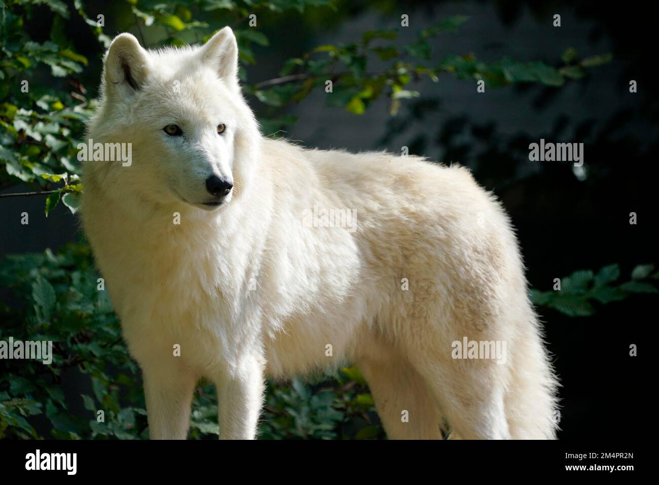 Lupo artico (Canis lupus arctos), ritratti di animali, prigionieri Foto Stock