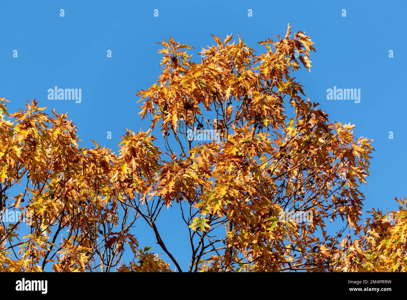 Foglie di quercia di colore autunnale, quercia, colori autunnali, Germania Foto Stock
