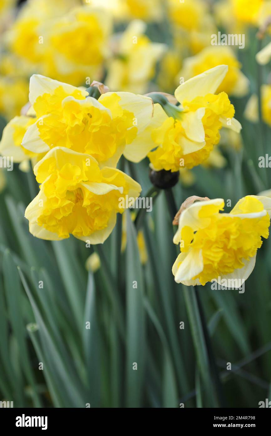 Colletto giallo Spalato-Corona narcisi (Narcissus) Gele Printal fiorisce in un giardino ad aprile Foto Stock