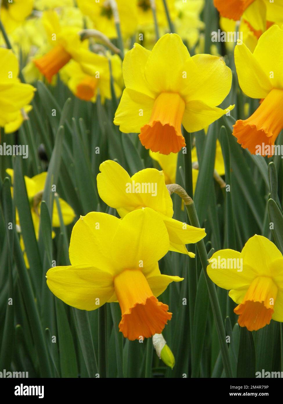 I narcisi gialli e arancioni (Narcissus) Glen Clova fioriscono in un giardino a marzo Foto Stock