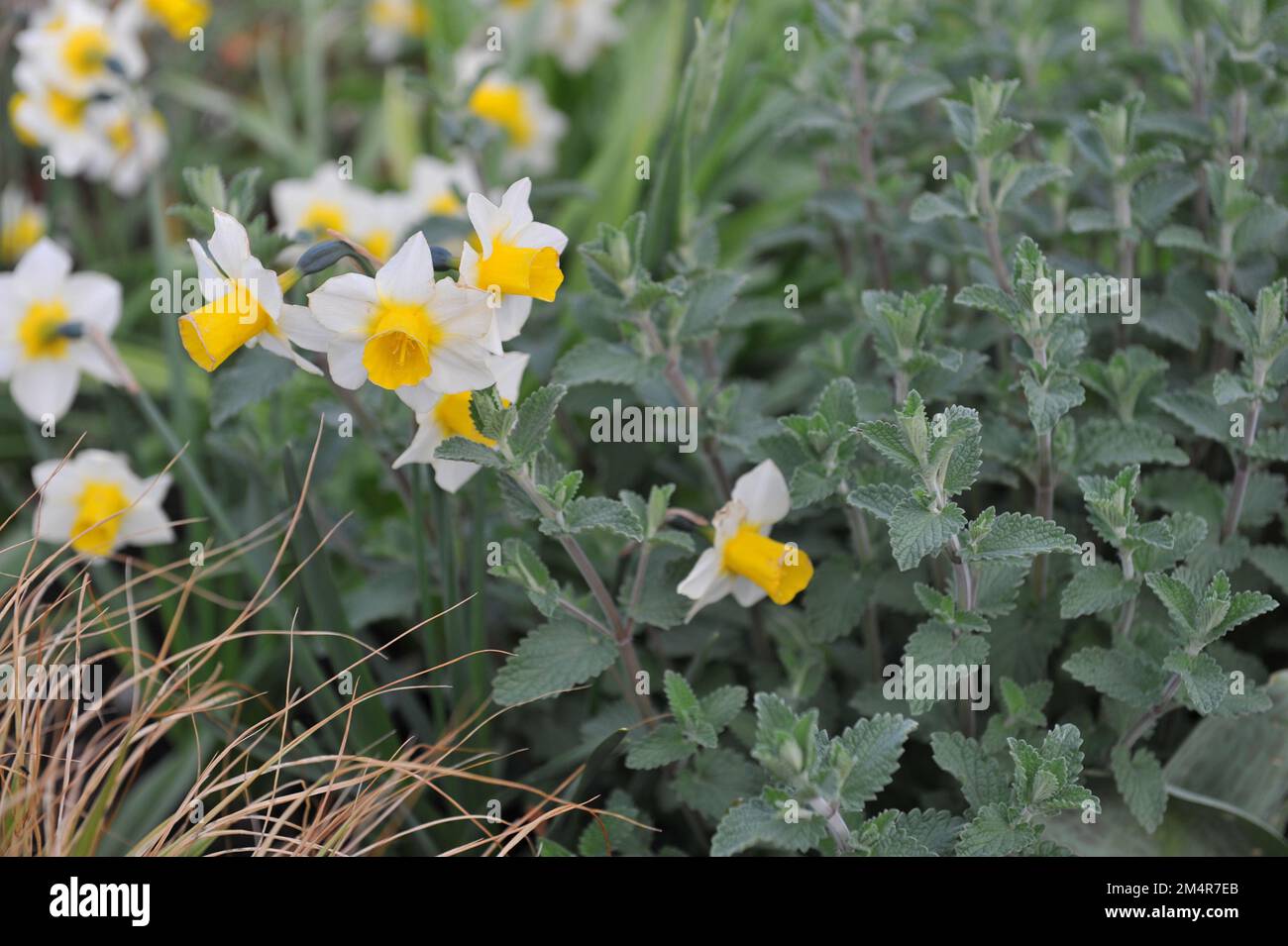 Giallo e bianco Jonquilla e Apodanthus narcisi (Narcissus) l'eco d'oro fiorisce in un giardino a maggio Foto Stock