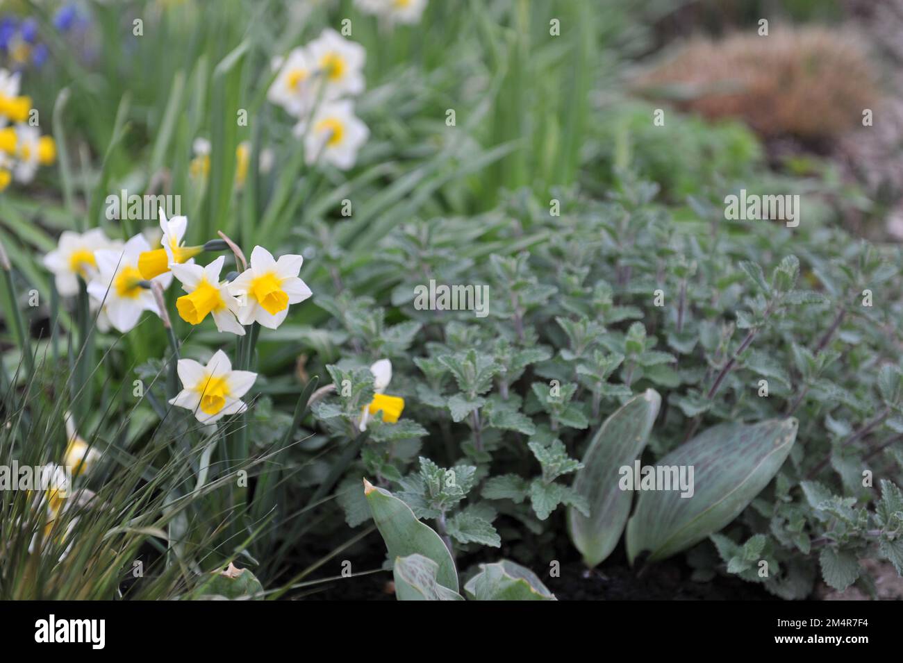 Giallo e bianco Jonquilla e Apodanthus narcisi (Narcissus) Eco d'Oro fioriscono in un giardino ad aprile Foto Stock