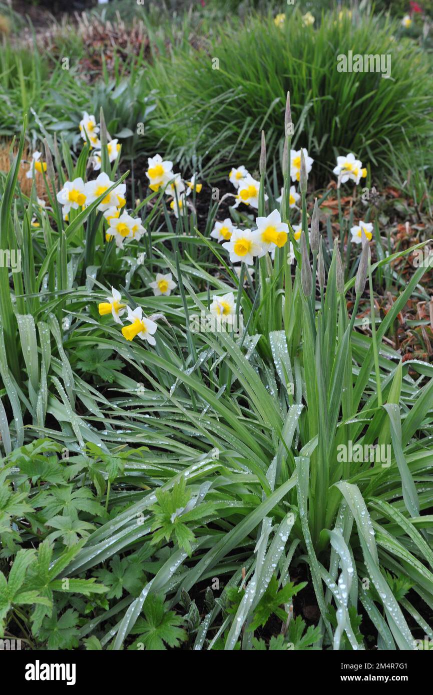 Giallo e bianco Jonquilla e Apodanthus narcisi (Narcissus) Eco d'Oro fioriscono in un giardino ad aprile Foto Stock