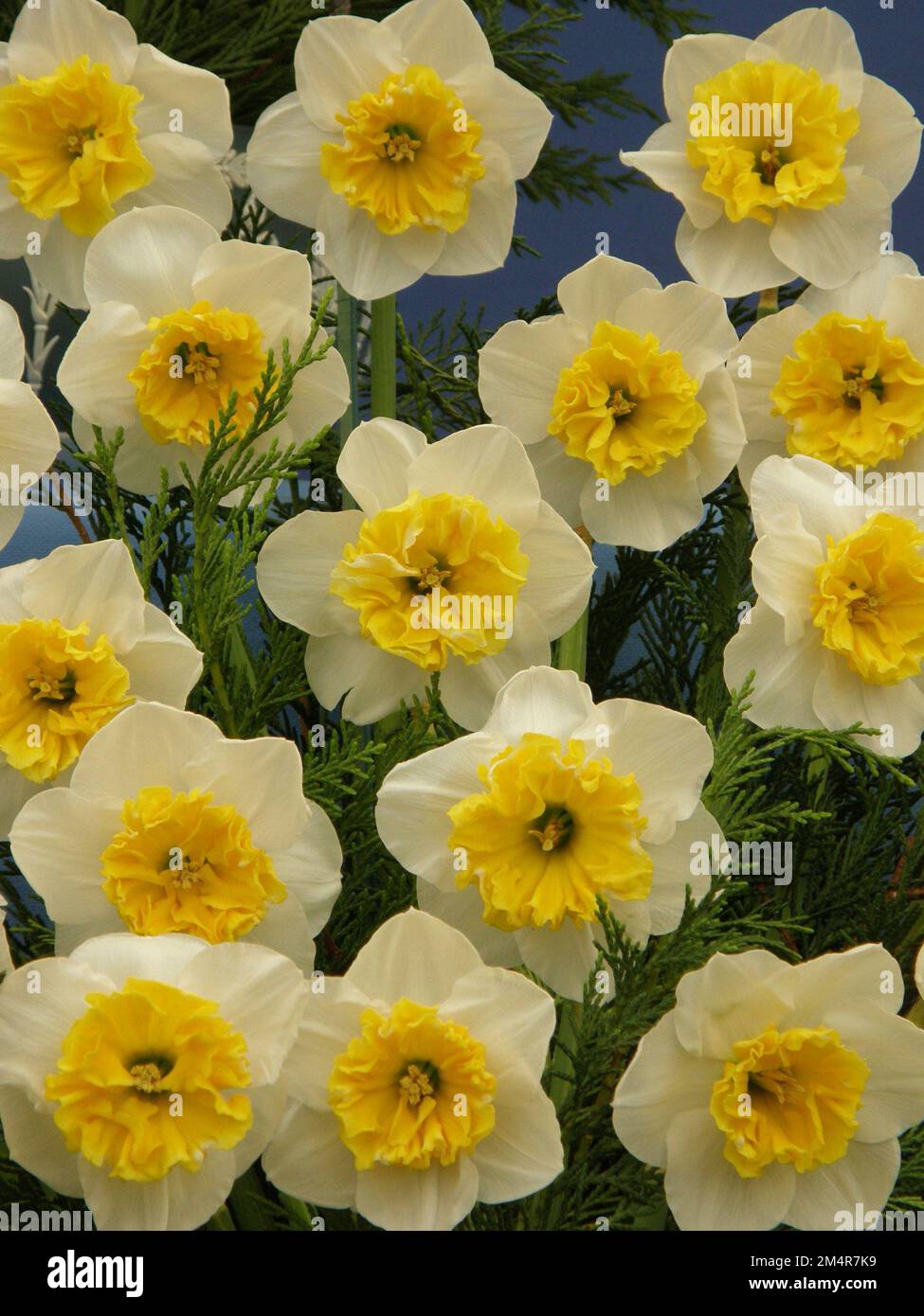 Un bouquet di narcisi gialli e bianchi (Narcissus) Gouache in una mostra a maggio Foto Stock