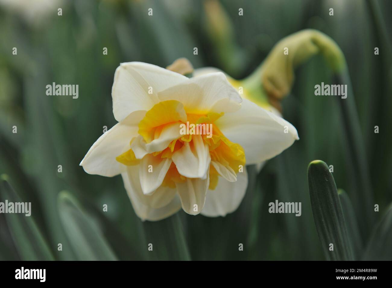 I doppi narcisi bianchi e gialli (Narcissus) Peach Swirl fioriscono in un giardino ad aprile Foto Stock