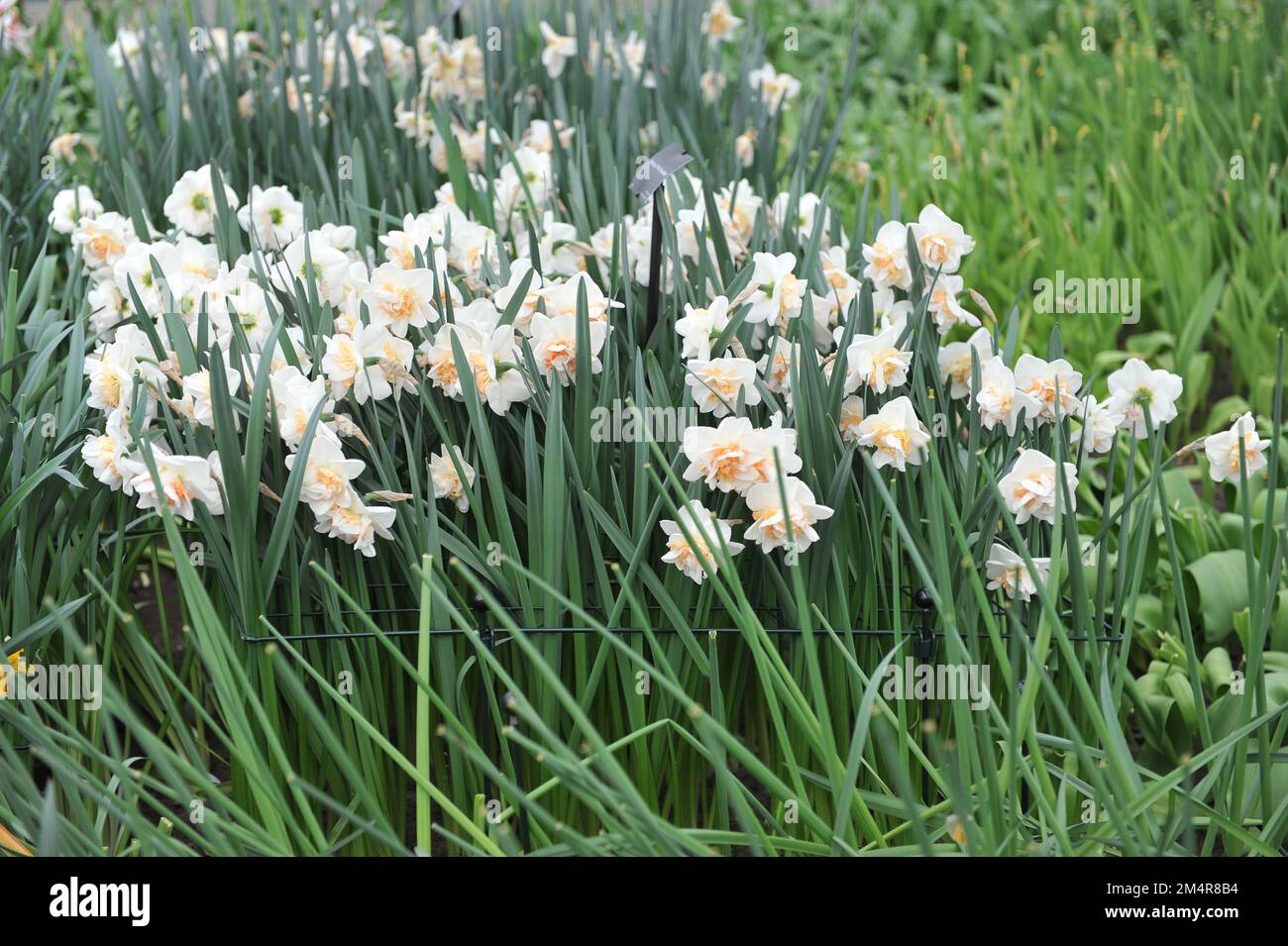 Bianco e rosa doppio narcisi (Narcissus) il paradiso rosa fiorisce in un giardino ad aprile Foto Stock