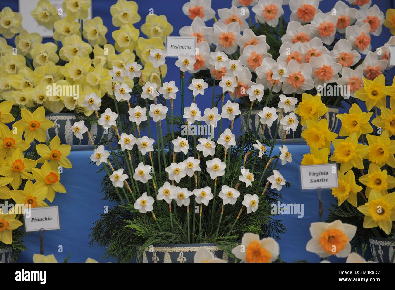 Un bouquet di narcisi di specie bianche e gialle (Narcissus poeticus) Hellenicus in una mostra a maggio Foto Stock