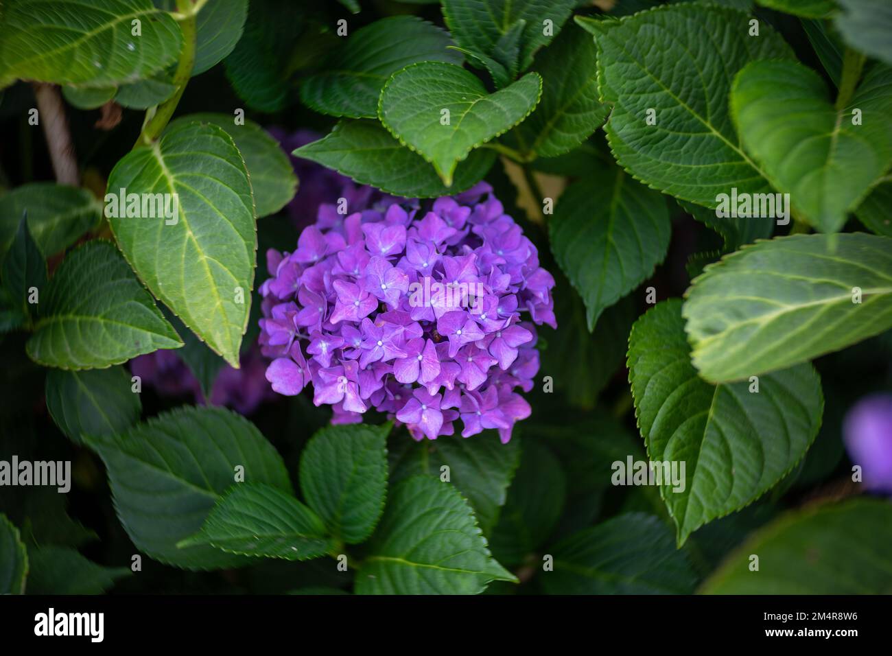 Fiori di Hydrangea macrophylla. Primo piano. Obiettivo ART. Bokeh vortice. Concentratevi sul centro. Foto Stock