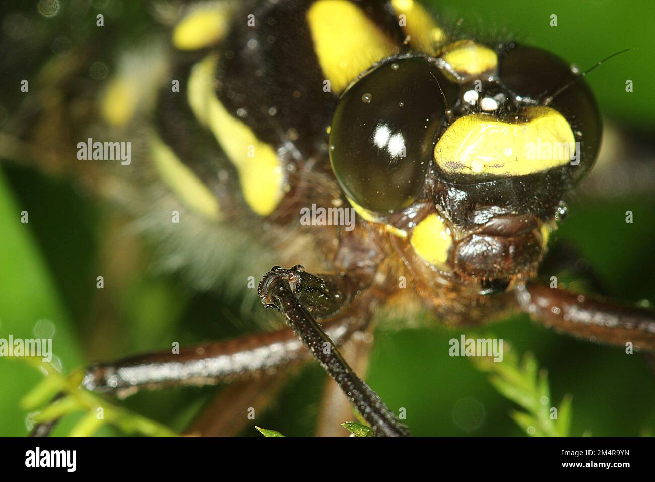 Libellula gigante del cespuglio di Carove (Uropetala carovei) Foto Stock
