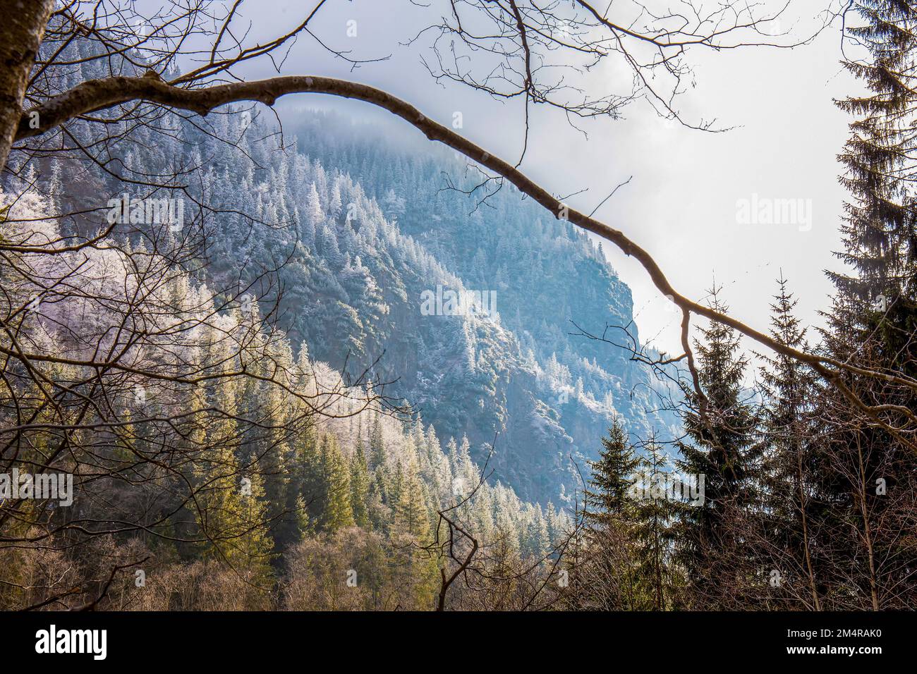 Fantastico paesaggio forestale dei Tatra nella riserva dei Tatra in Polonia (la strada per il lago Morskie Oko) buona escursione dalla stazione invernale di Zakop Foto Stock