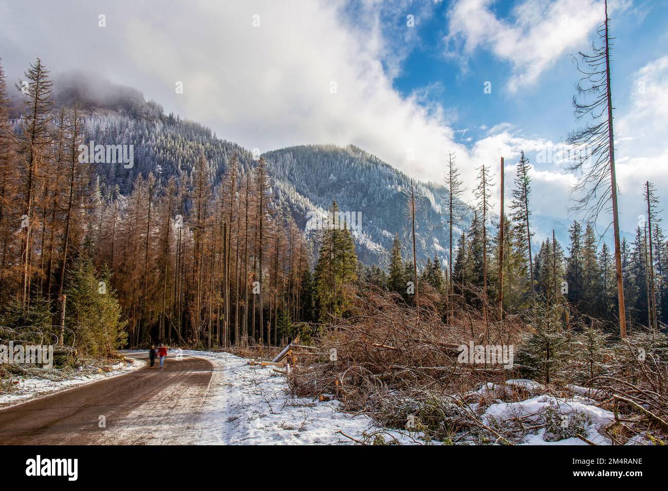 Fantastico paesaggio forestale dei Tatra nella riserva dei Tatra in Polonia (la strada per il lago Morskie Oko) buona escursione dalla stazione invernale di Zakop Foto Stock