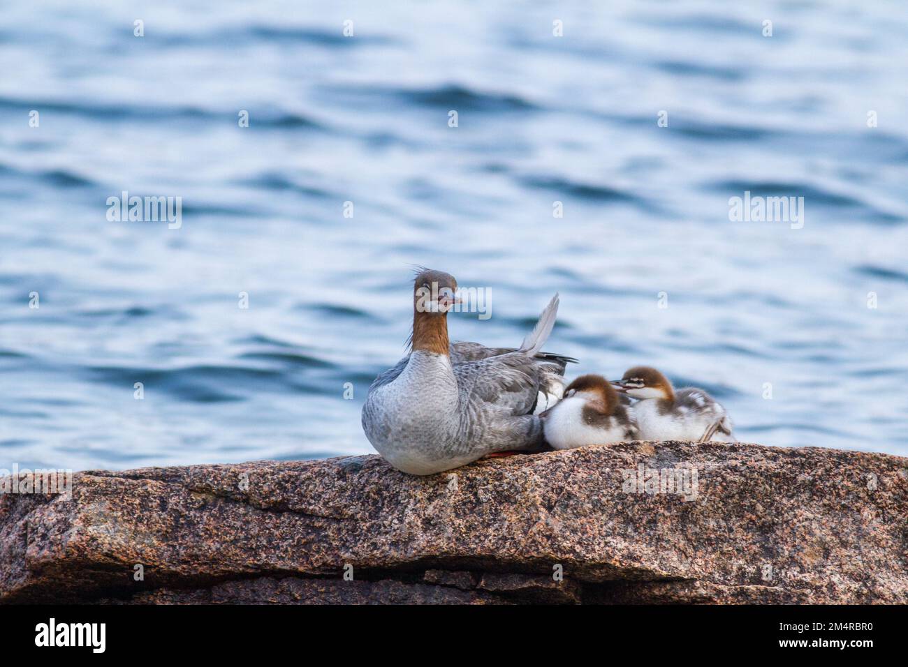 Gallina e anatroccoli di Merganser seduti su un affioramento di granito. Foto Stock