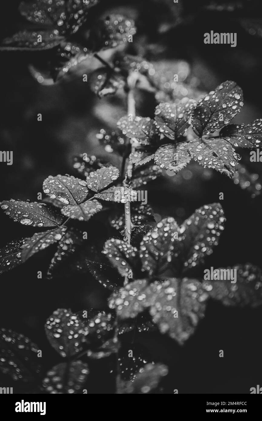 Primo piano di foglie di piante umide in bianco e nero Foto Stock