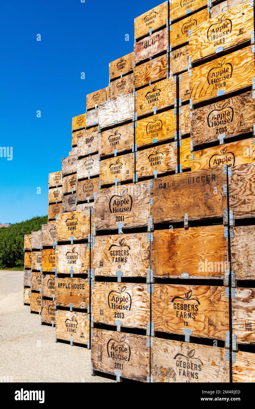 Grande pila di casse di legno piene di mele mature; Palouse Region; Washington; USA Foto Stock