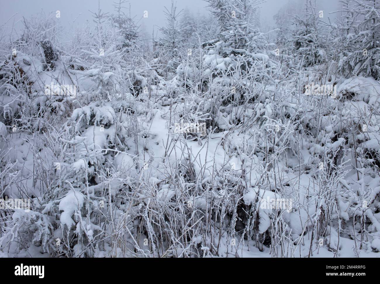 Cespugli innevati accanto alla strada Foto Stock