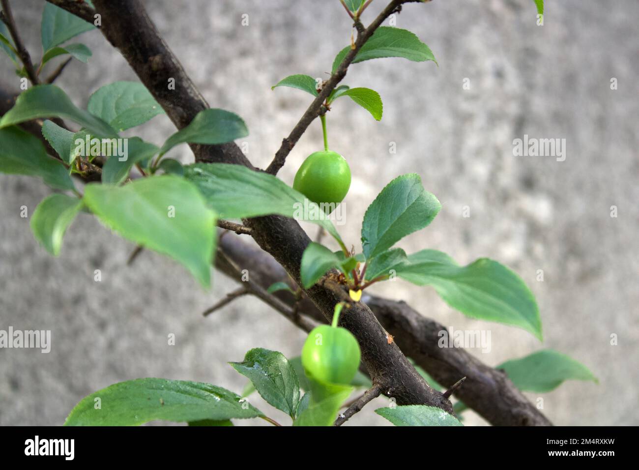 germogliare frutta Foto Stock