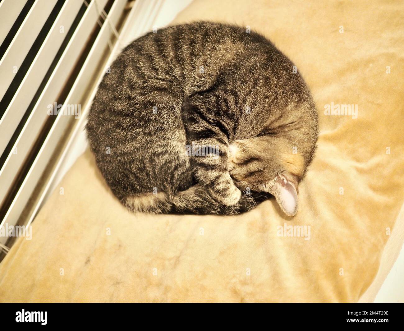 Morphy il gatto di tabby Foto Stock