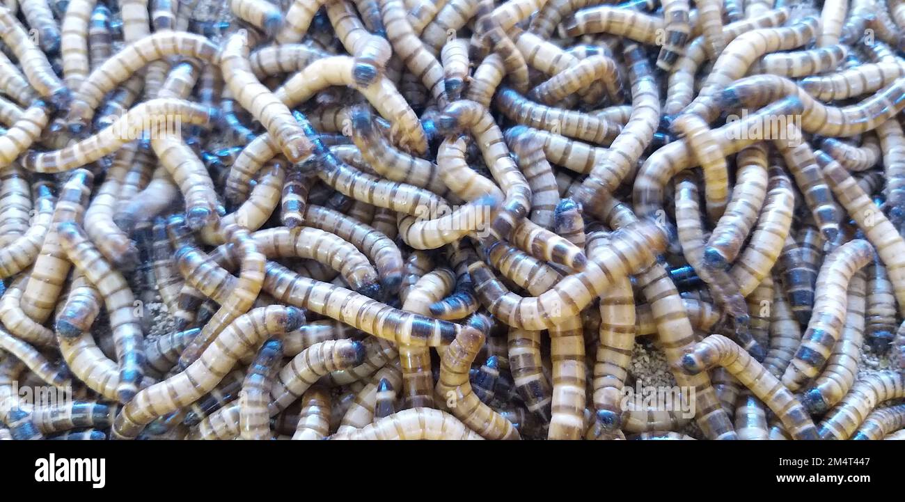 Mealworm for Fish Feed è High Protein Foto Stock