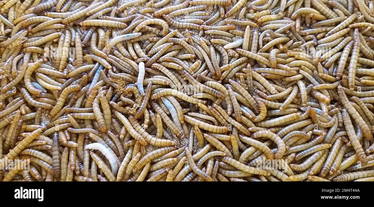 Mealworm for Fish Feed è High Protein Foto Stock