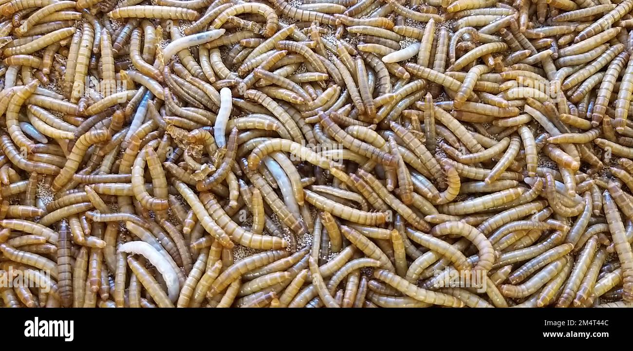 Mealworm for Fish Feed è High Protein Foto Stock