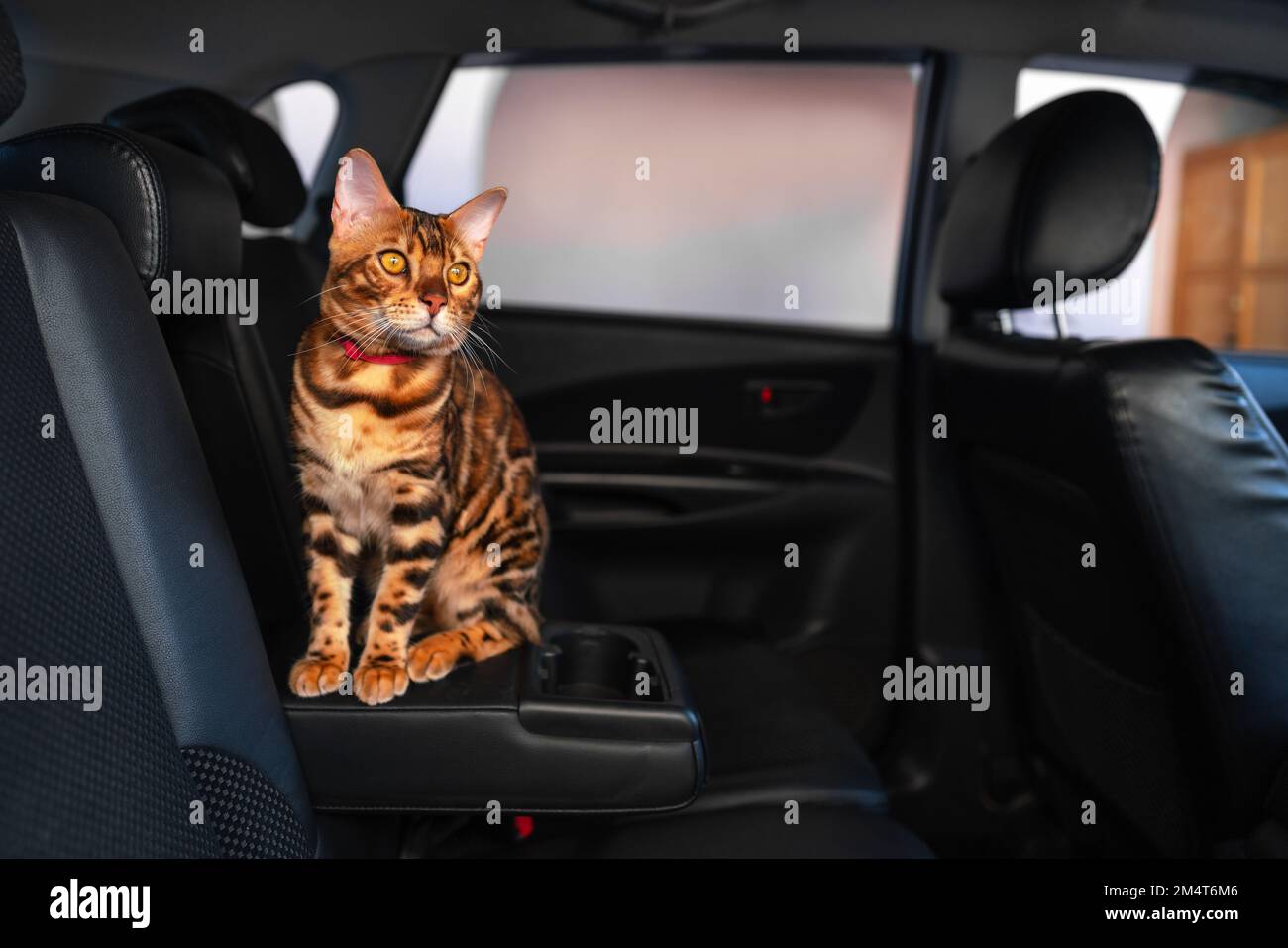 Giovane gatto bengala in macchina Foto Stock
