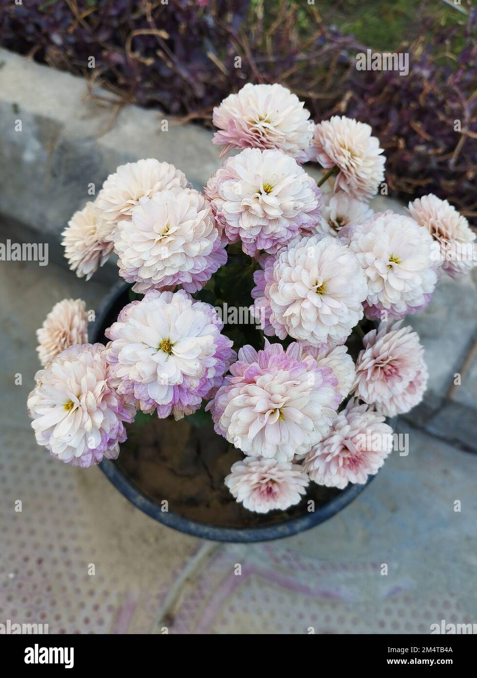 crisantemo bianco e rosa nel giardino Foto Stock