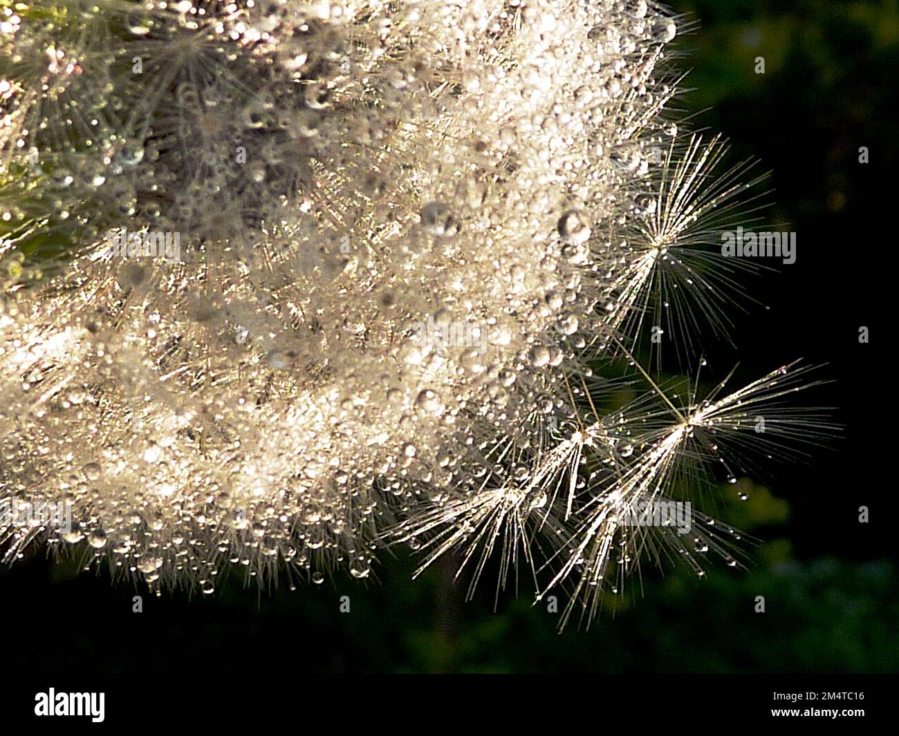 Pusteblume mit Regentropfen Foto Stock