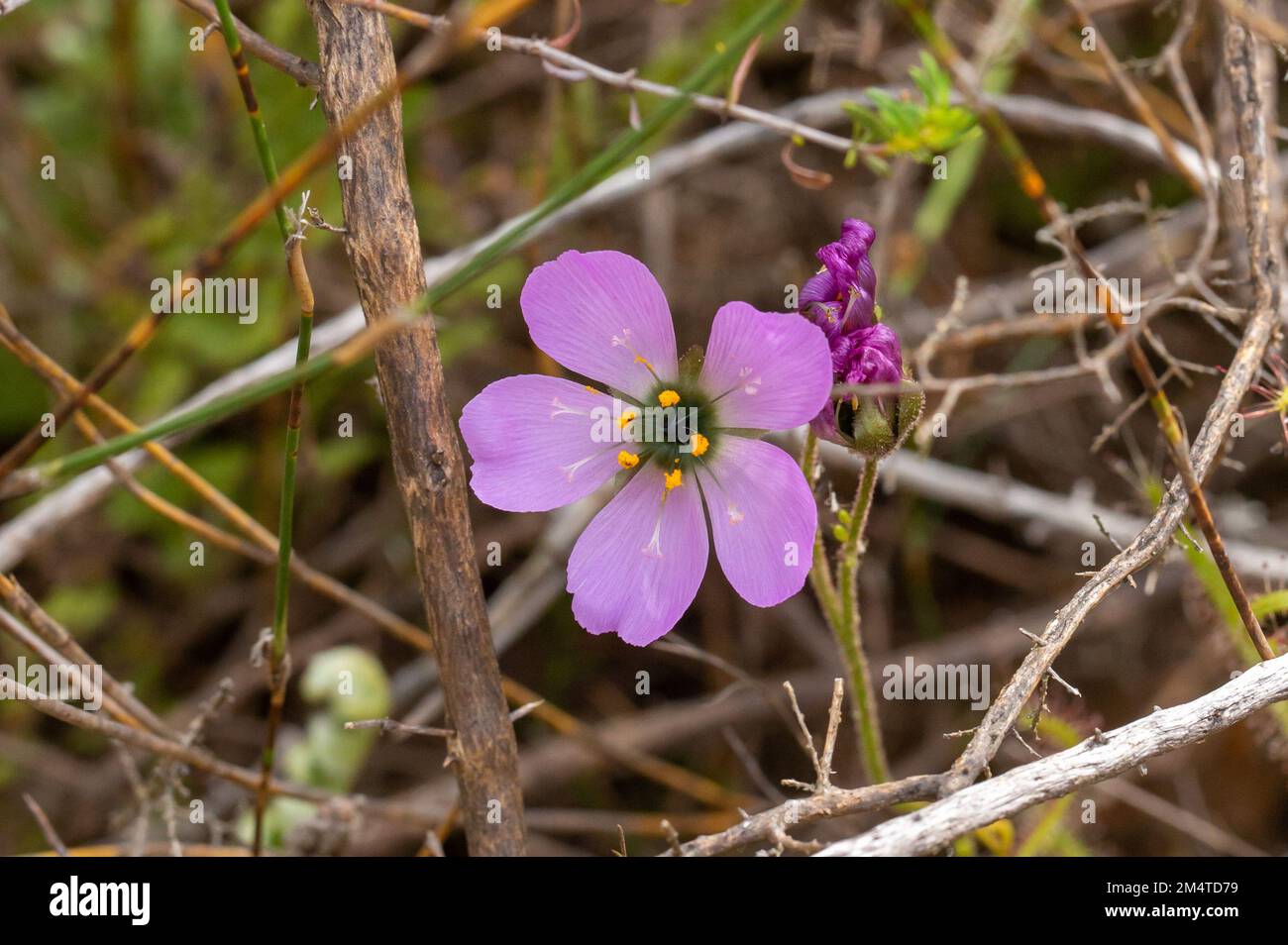 Piante carnivore: Fiore di Drosera cistiflora in habitat Foto Stock