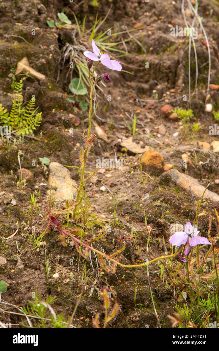 Pianta singola con fiore rosa di Drosera cistiflora, pianta carnivora, vista laterale Foto Stock