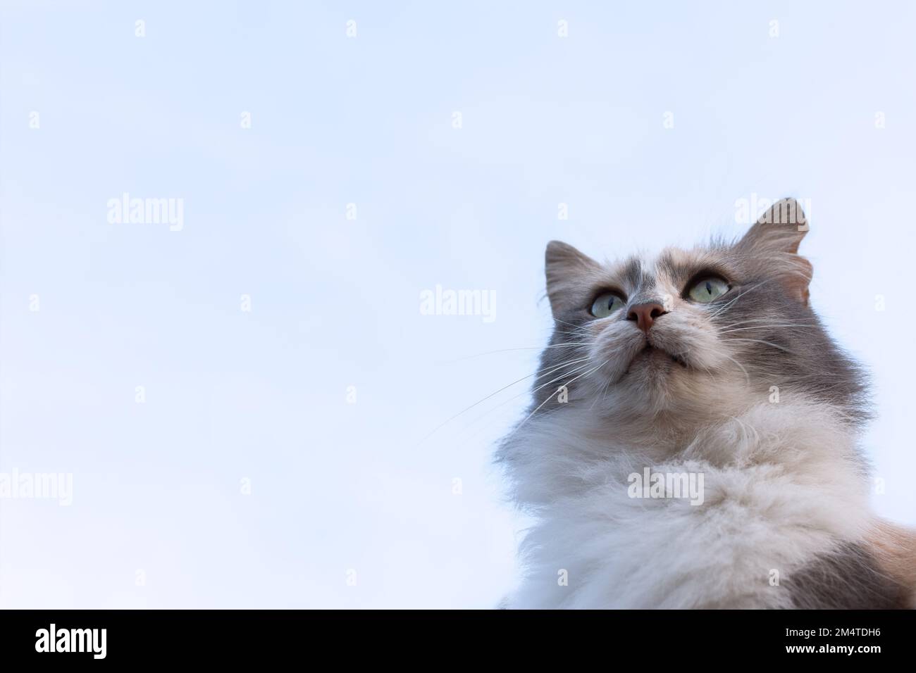 Testa di gatto primo piano contro il cielo. Gatto grigio lanuginoso in posa per la fotocamera. Progettazione naturale di cartoline, siti web per animali. Spazio di copia. Vista dal basso o Foto Stock