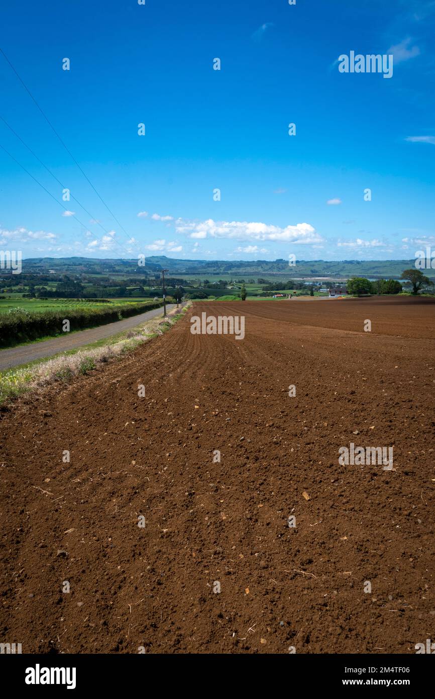 Terreno fertile in campo a Pukekohe, una zona mercato giardinaggio a sud di Auckland, Isola del Nord, Nuova Zelanda Foto Stock