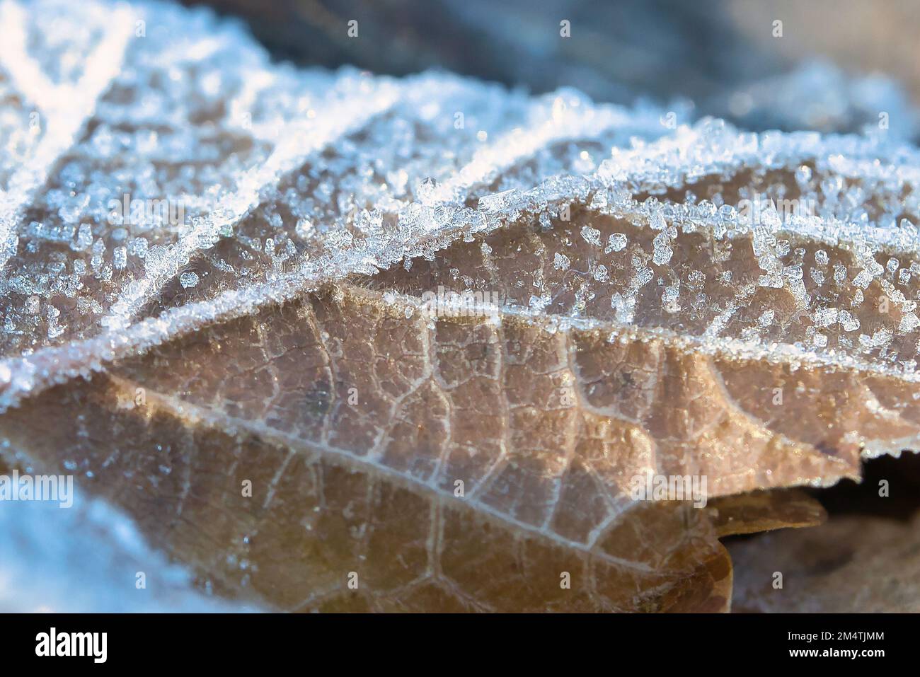 Cristalli di ghiaccio sulle foglie che giacciono sul terreno. Primo piano dell'acqua congelata. Macro scattata dalla natura Foto Stock
